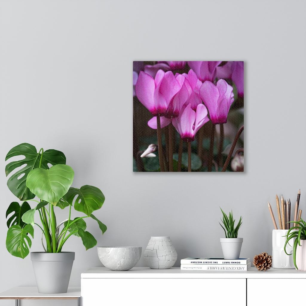 Cyclamen Reach - Canvas