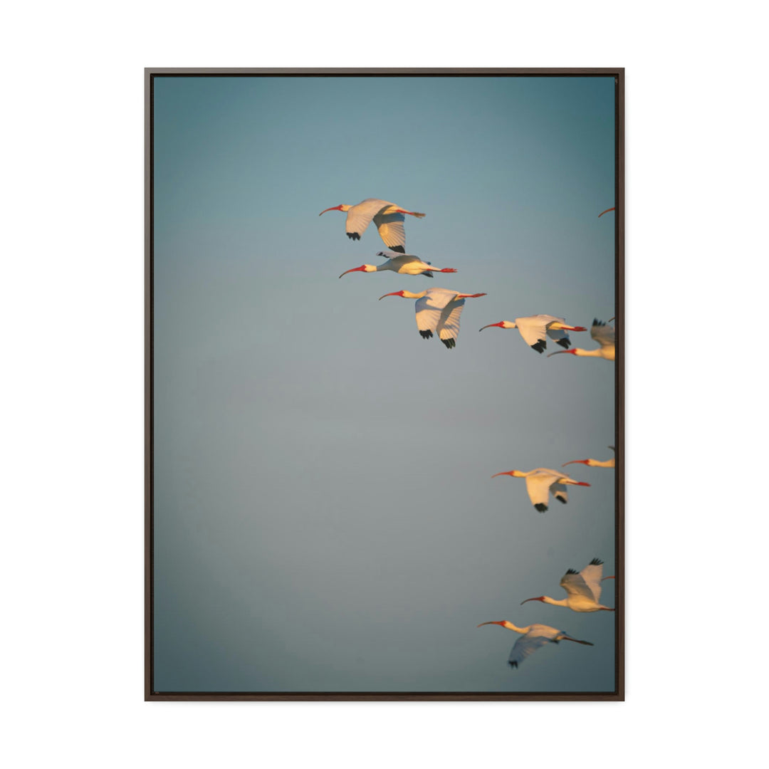 White Ibis in Flight - Canvas with Frame