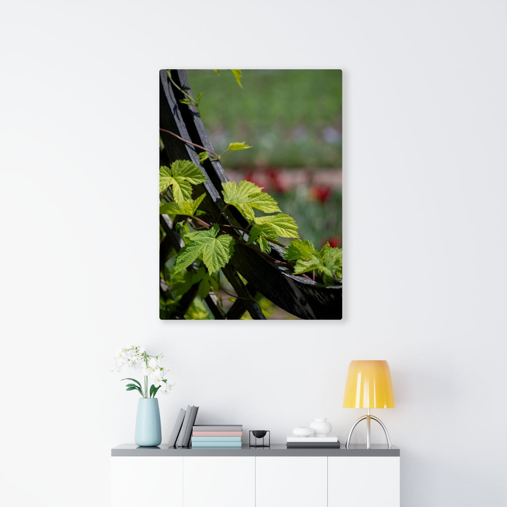 Ivy-Covered Fence - Canvas