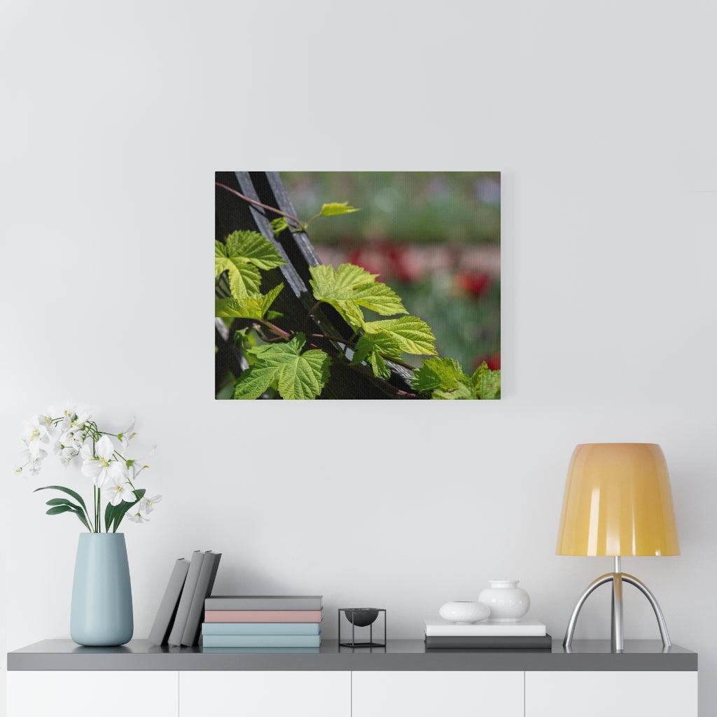 Ivy-Covered Fence - Canvas