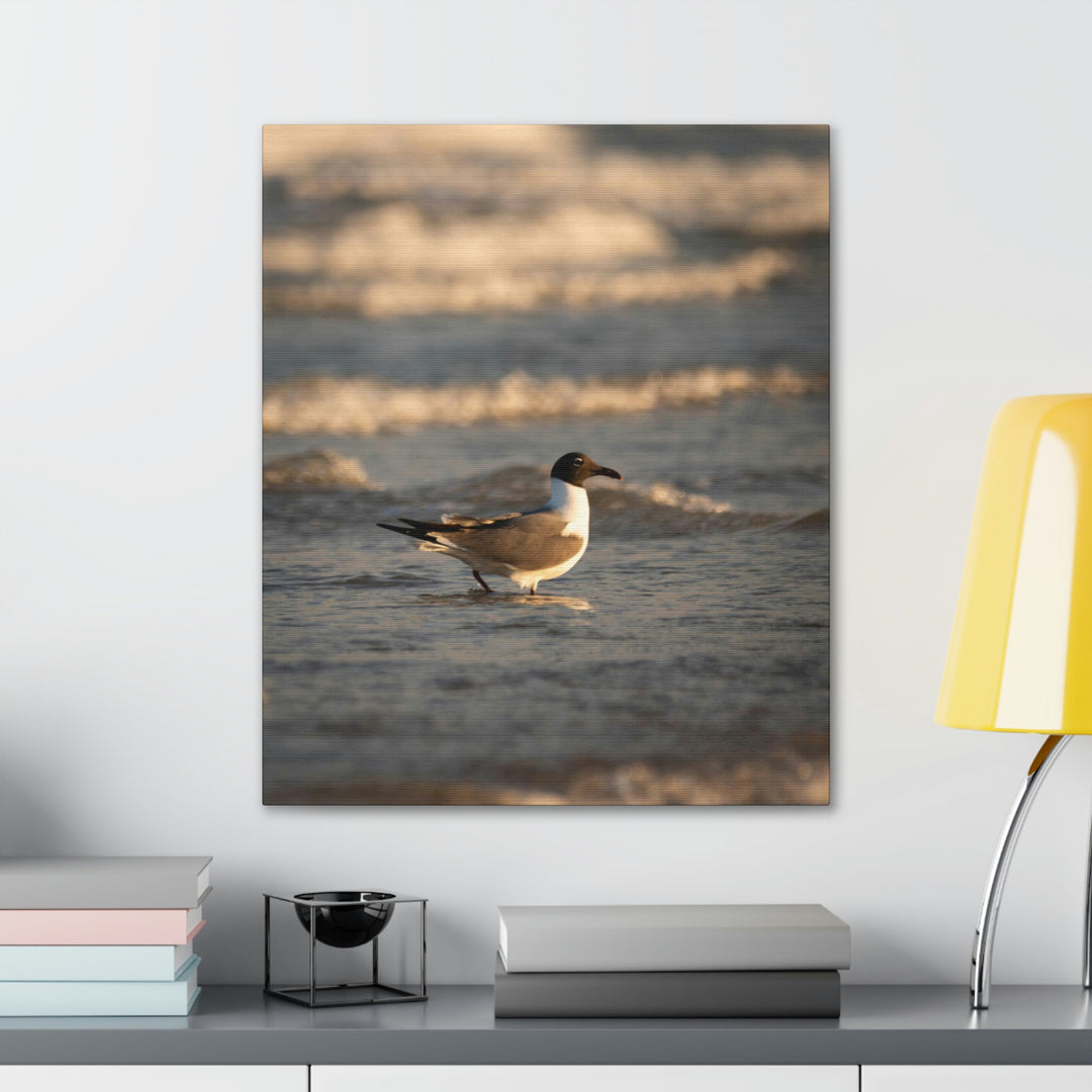 Laughing Gull in the Surf - Canvas