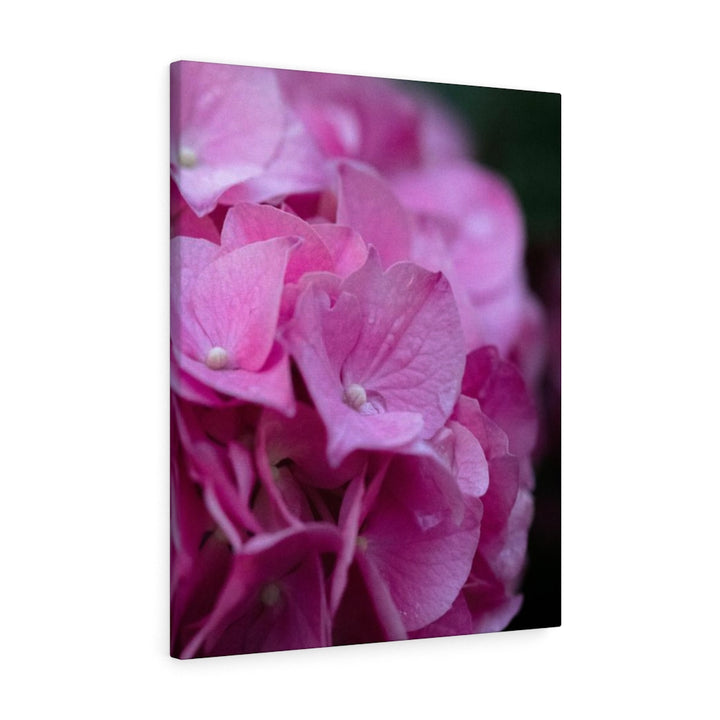 Pink Hydrangea Detail - Canvas