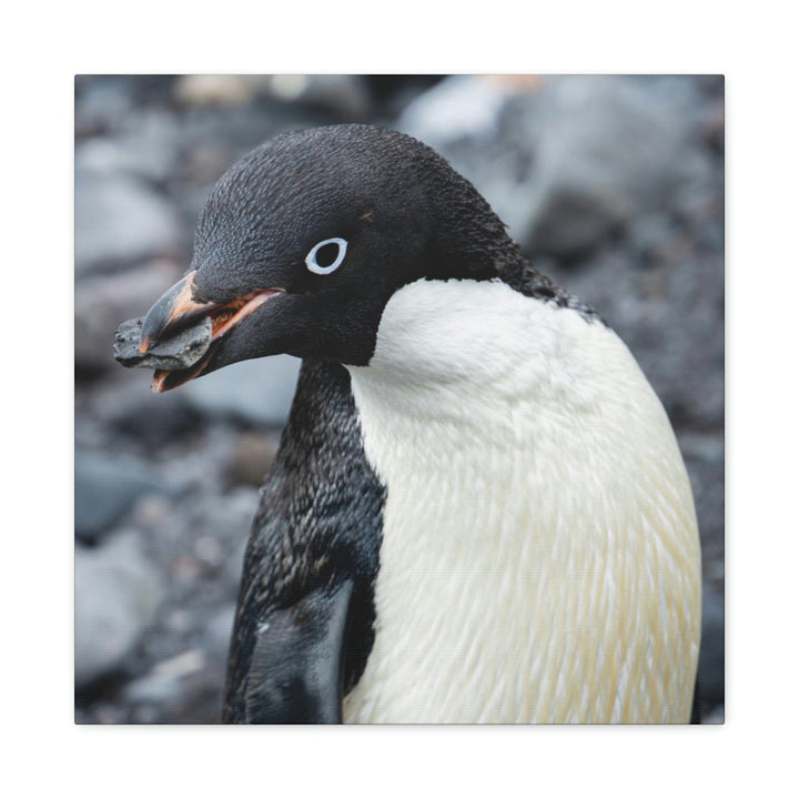 A Penguin's Pebble - Canvas