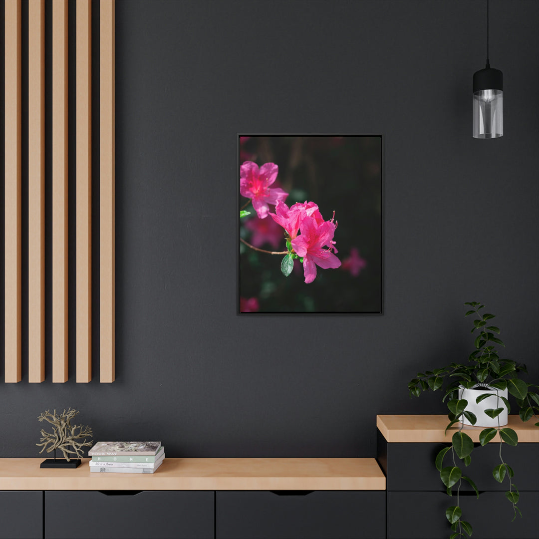 Standout Azalea - Canvas with Frame - Visiting This World