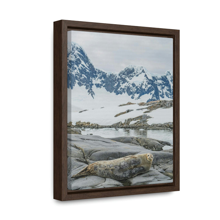 Weddell Relaxing - Canvas with Frame