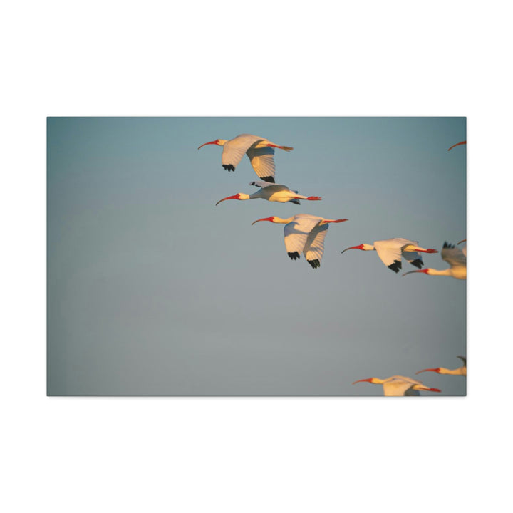 White Ibis in Flight - Canvas