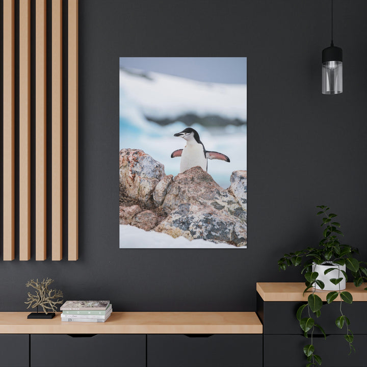 Stretched Penguin - Canvas