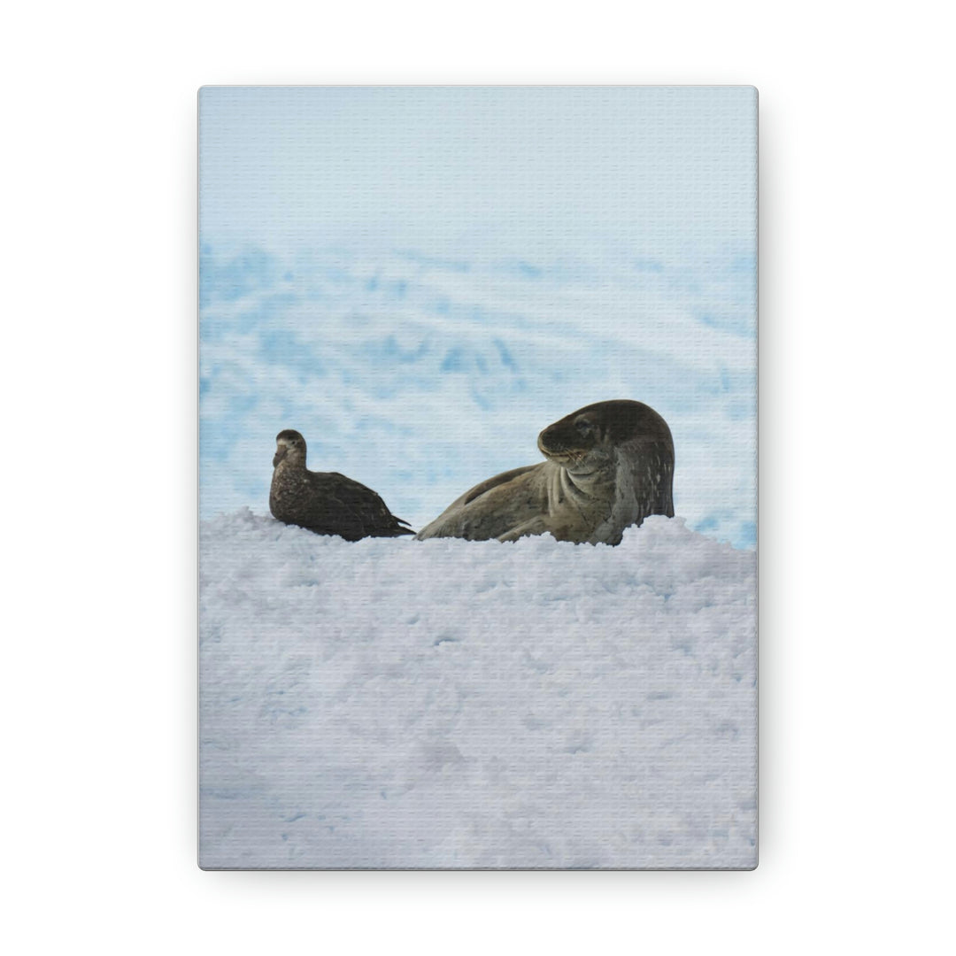 A Resting Pair - Canvas