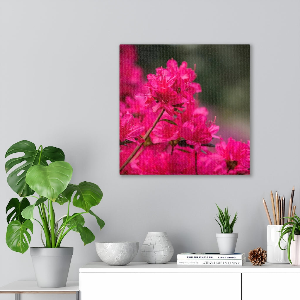 Full Bloom - Canvas