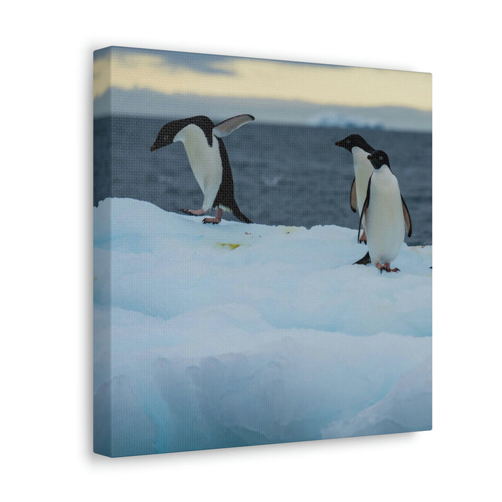 Penguin Dance - Canvas