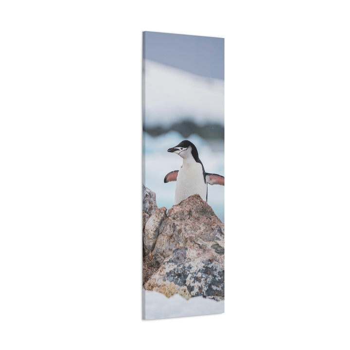 Stretched Penguin - Canvas