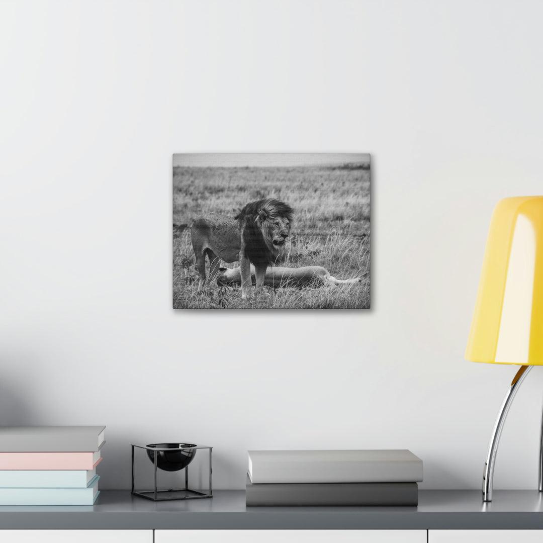 Mating Lions in Black and White - Canvas