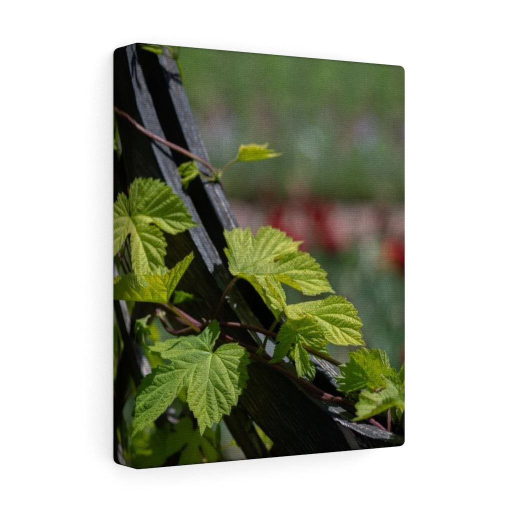 Ivy-Covered Fence - Canvas