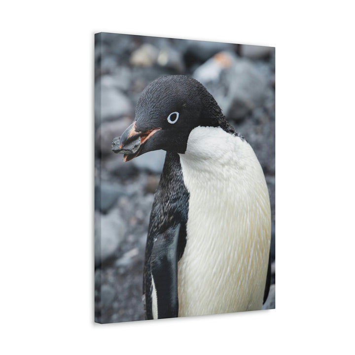 A Penguin's Pebble - Canvas