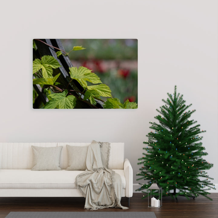 Ivy-Covered Fence - Canvas