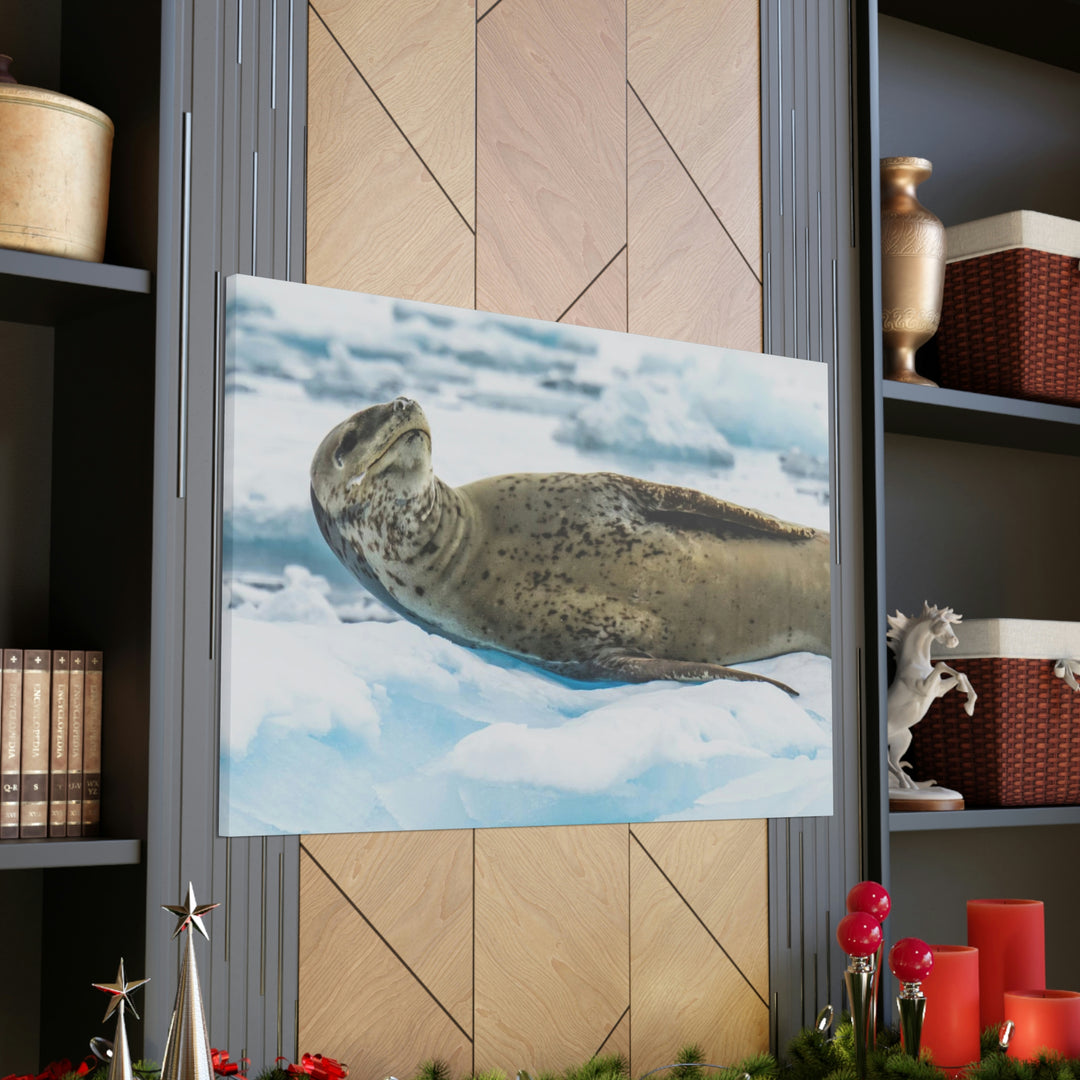 Leopard Seal Relaxing - Canvas