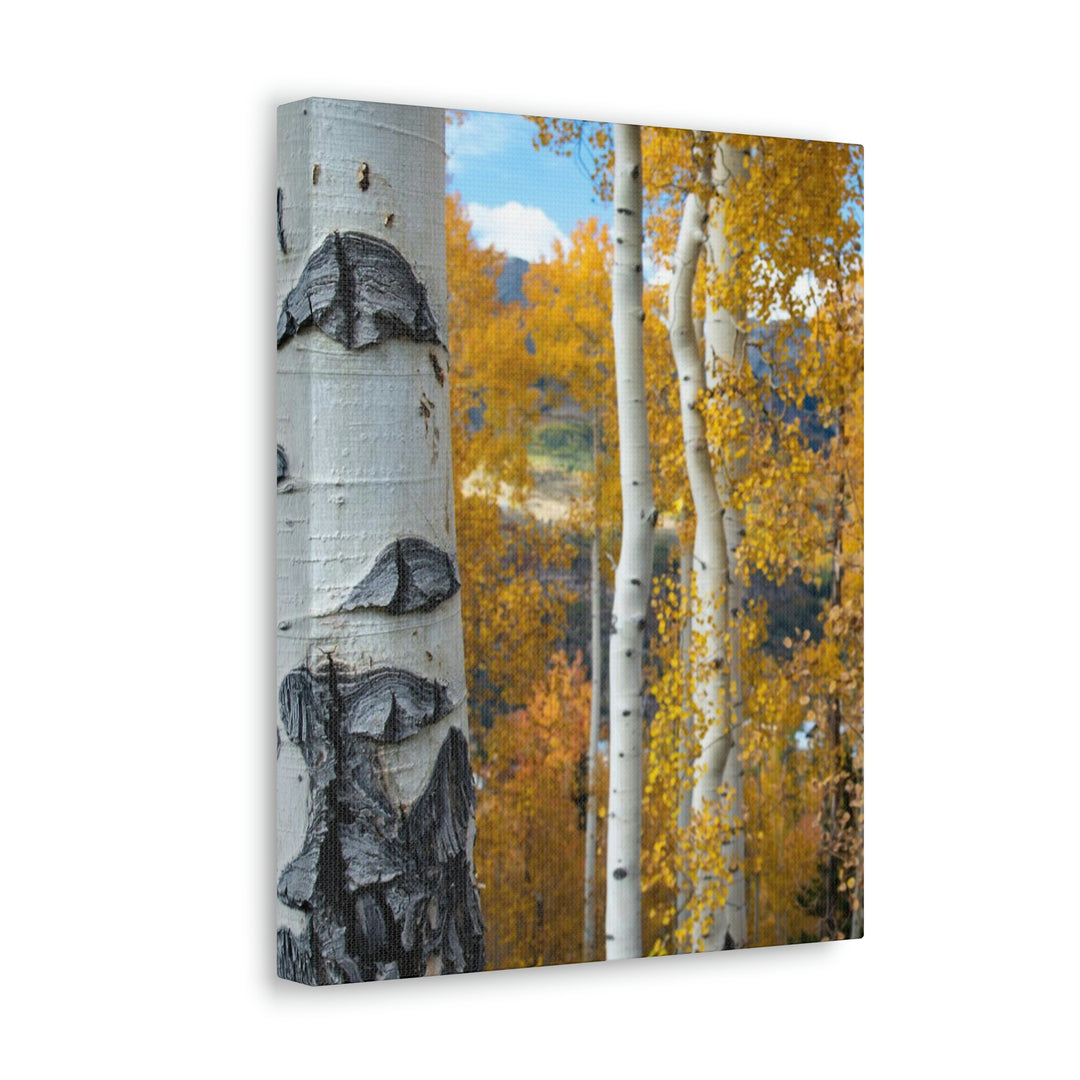 Aspens Changing - Canvas