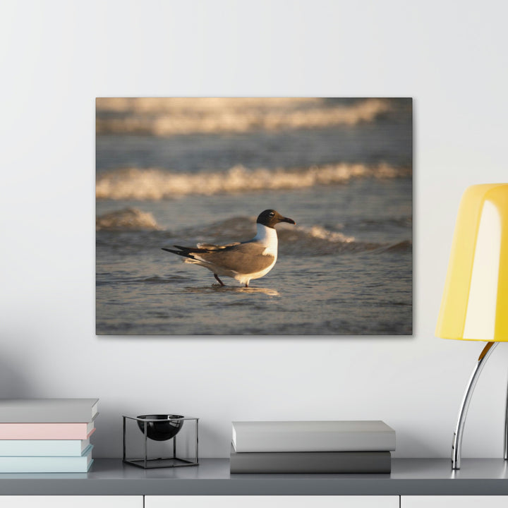 Laughing Gull in the Surf - Canvas