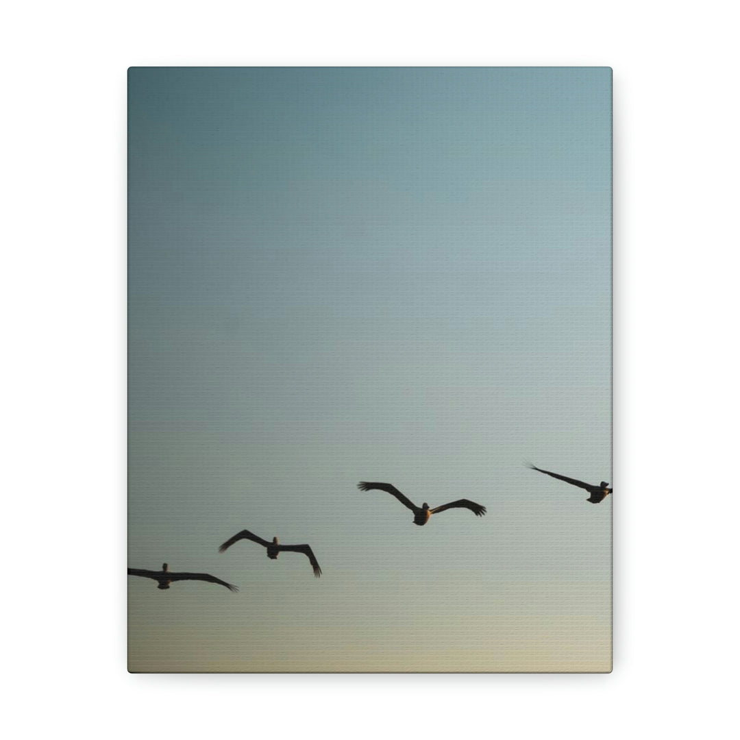 Brown Pelicans in Flight - Canvas