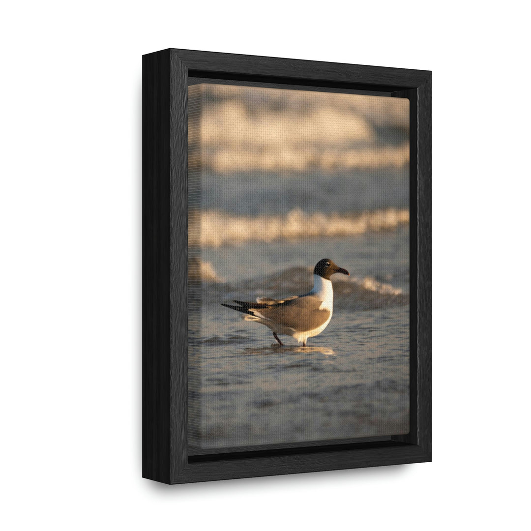 Laughing Gull in the Surf - Canvas with Frame