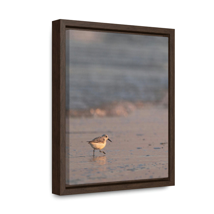 Sanderling in Soft Dusk Light - Canvas with Frame