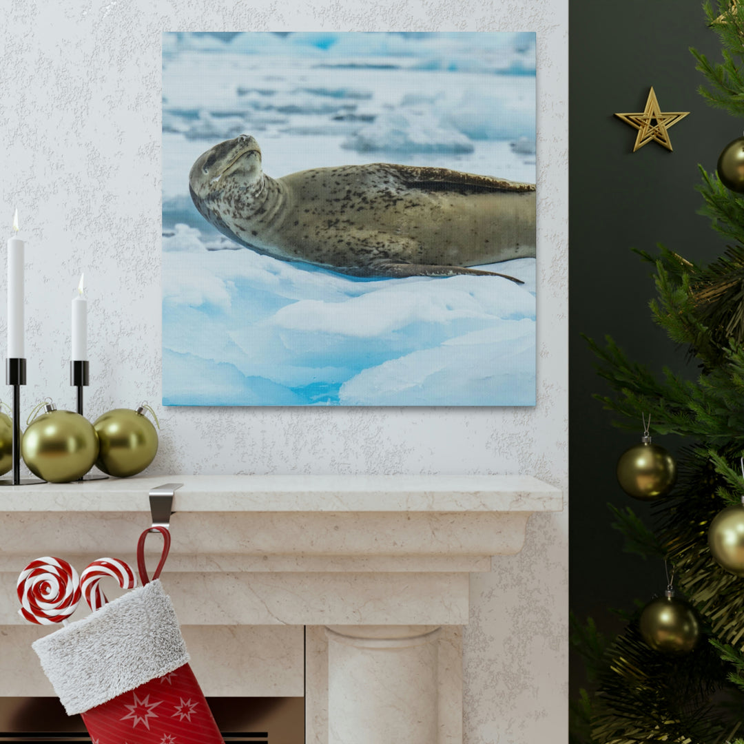 Leopard Seal Relaxing - Canvas