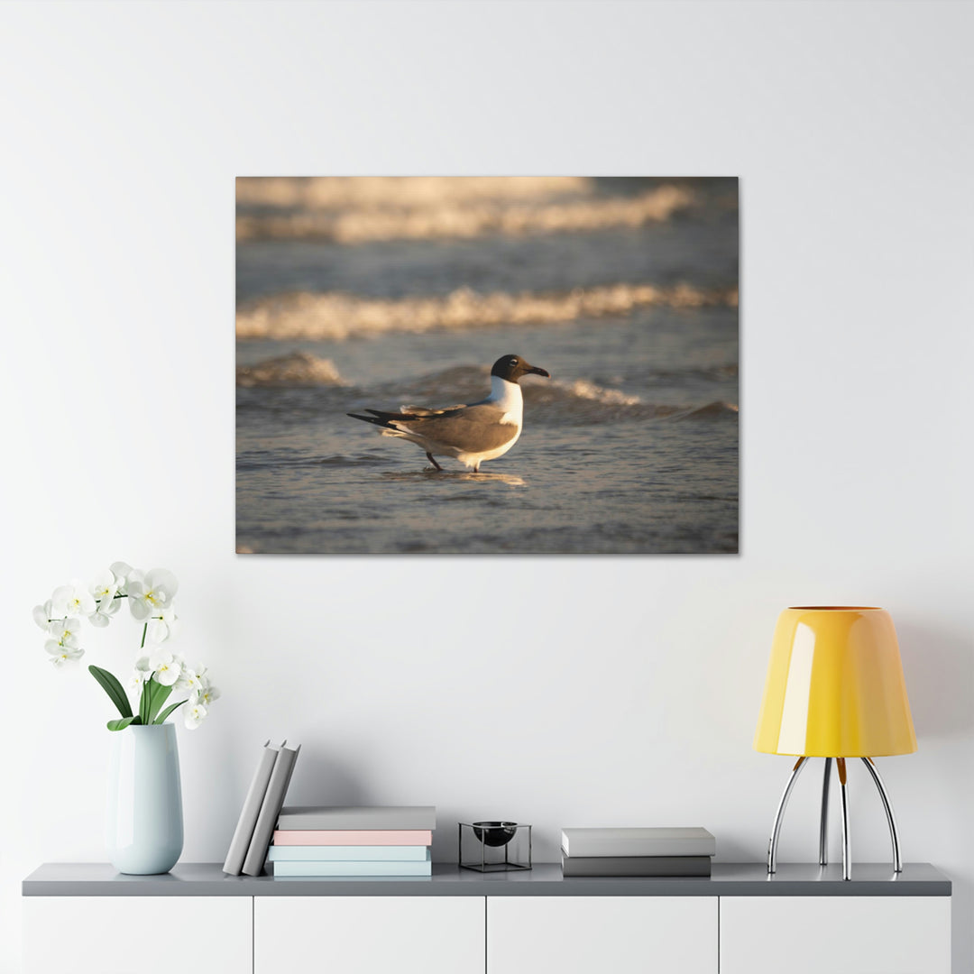 Laughing Gull in the Surf - Canvas