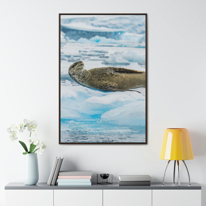 Leopard Seal Relaxing - Canvas with Frame