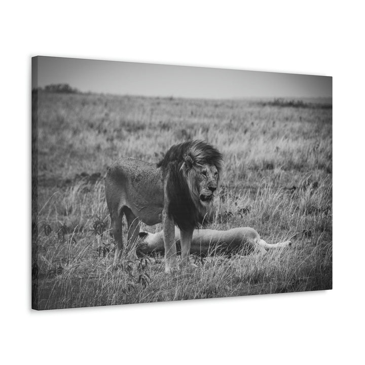 Mating Lions in Black and White - Canvas