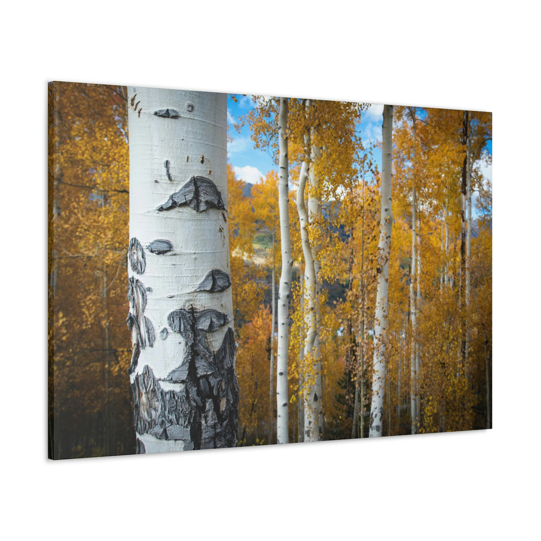 Aspens Changing - Canvas