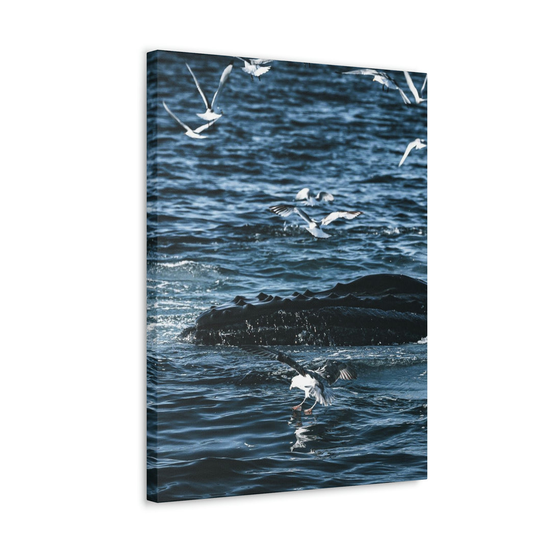 Humpback Hello - Canvas