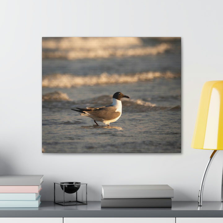 Laughing Gull in the Surf - Canvas