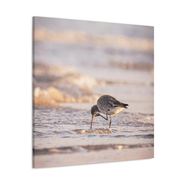 Willet Itch - Canvas