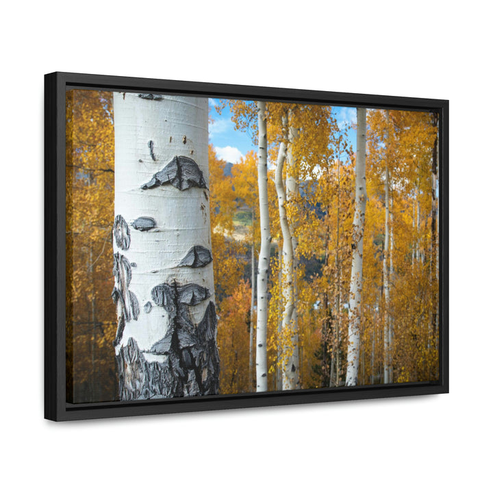 Aspens Changing - Canvas with Frame