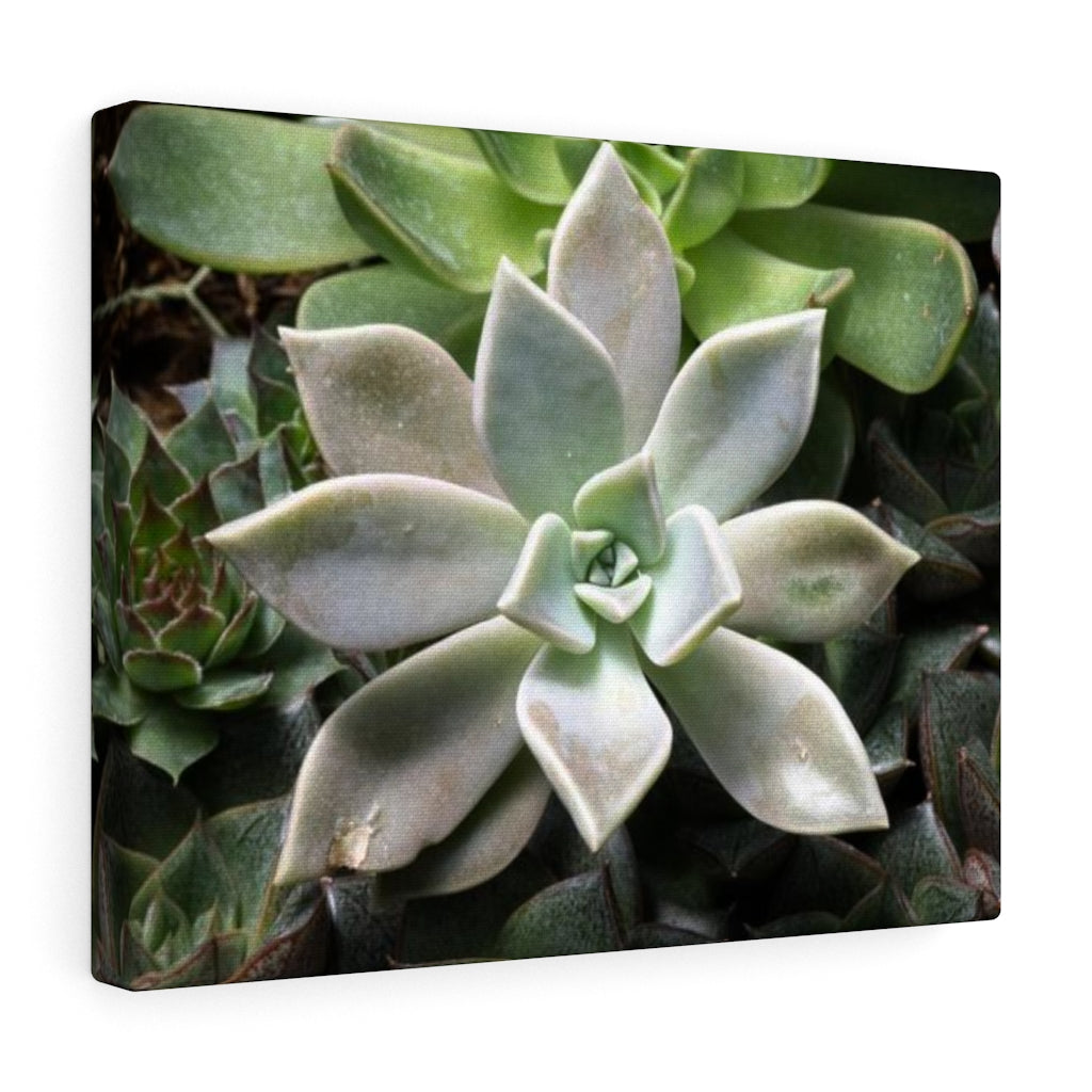 Succulent - Array - Canvas