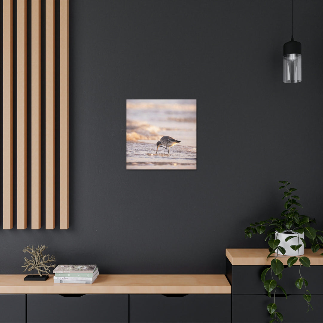 Willet Itch - Canvas