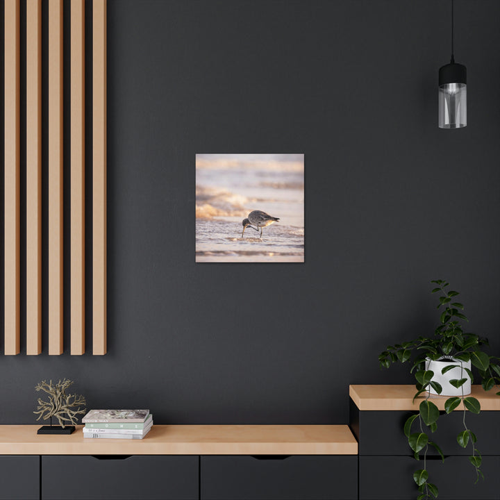 Willet Itch - Canvas