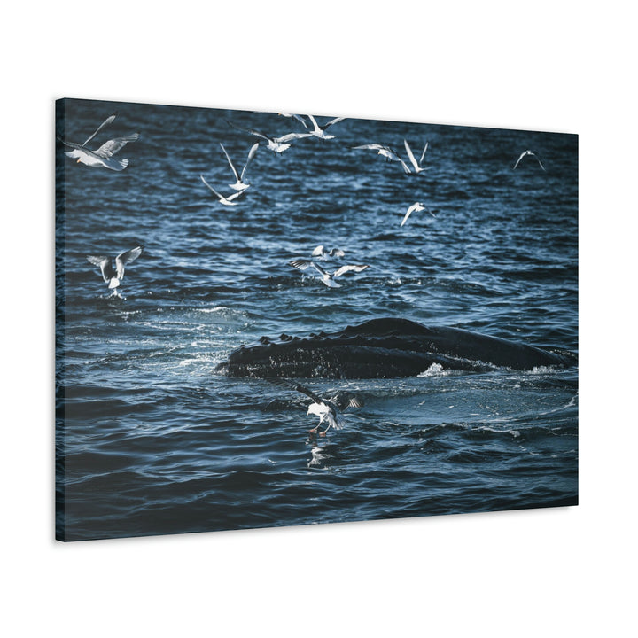 Humpback Hello - Canvas