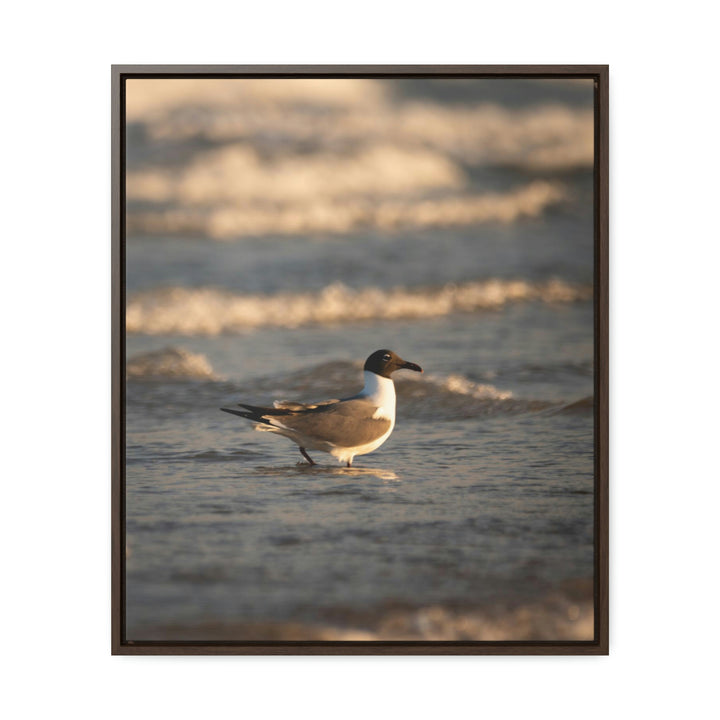 Laughing Gull in the Surf - Canvas with Frame