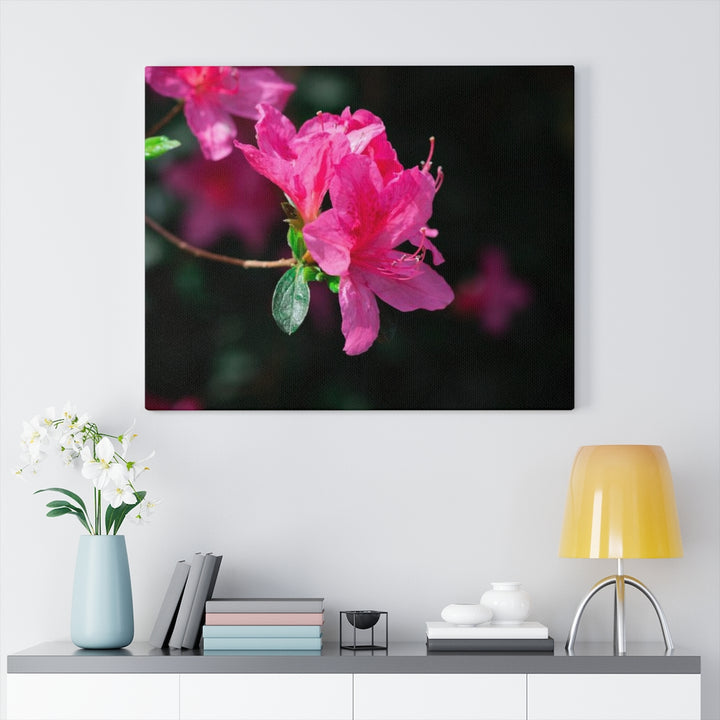 Standout Azalea - Canvas