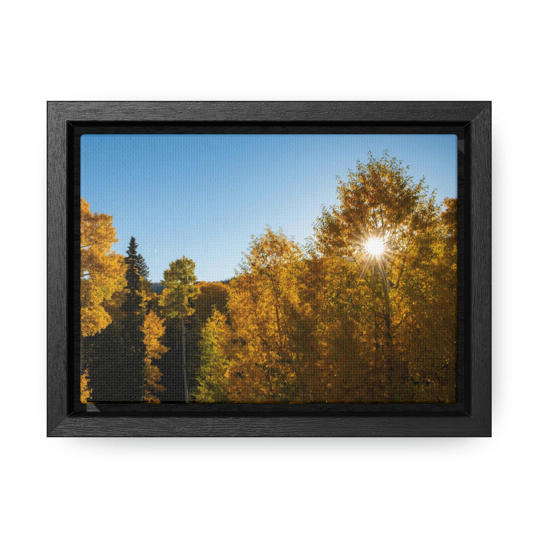 Sun Through the Aspens - Canvas with Frame