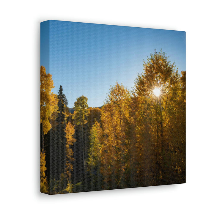 Sun Through the Aspens - Canvas