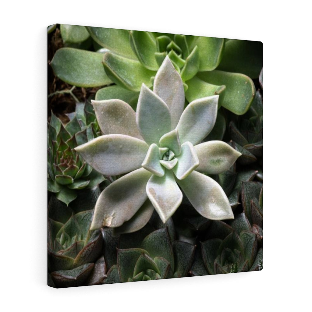 Succulent - Array - Canvas