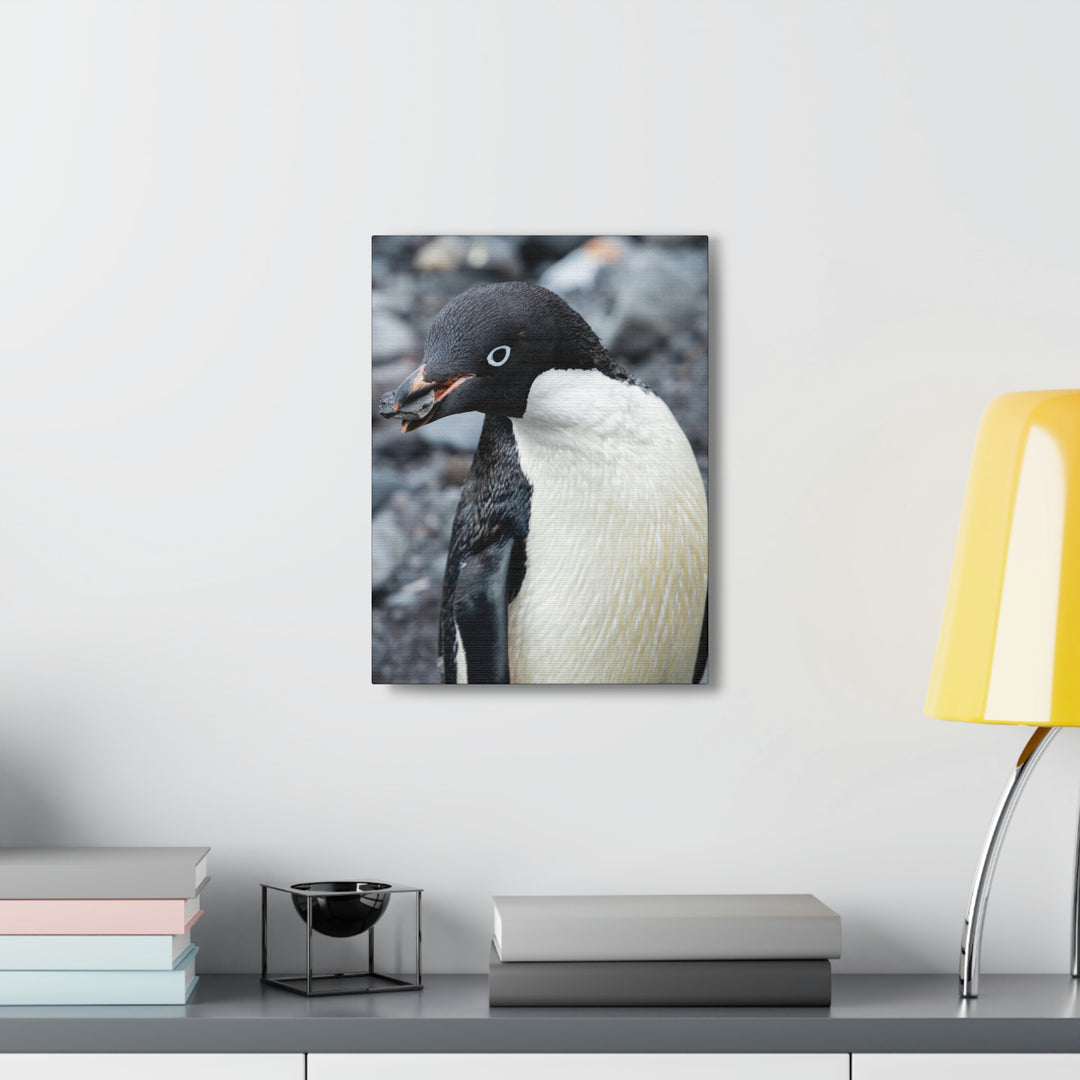 A Penguin's Pebble - Canvas