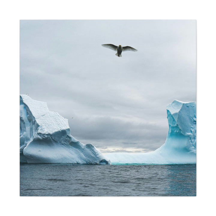 Antarctic Flight - Canvas