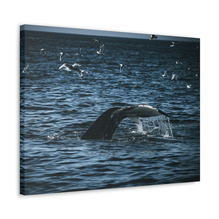 Feeding Tail - Canvas