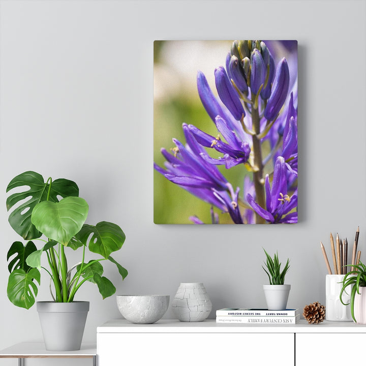 Camas in Bloom - Canvas