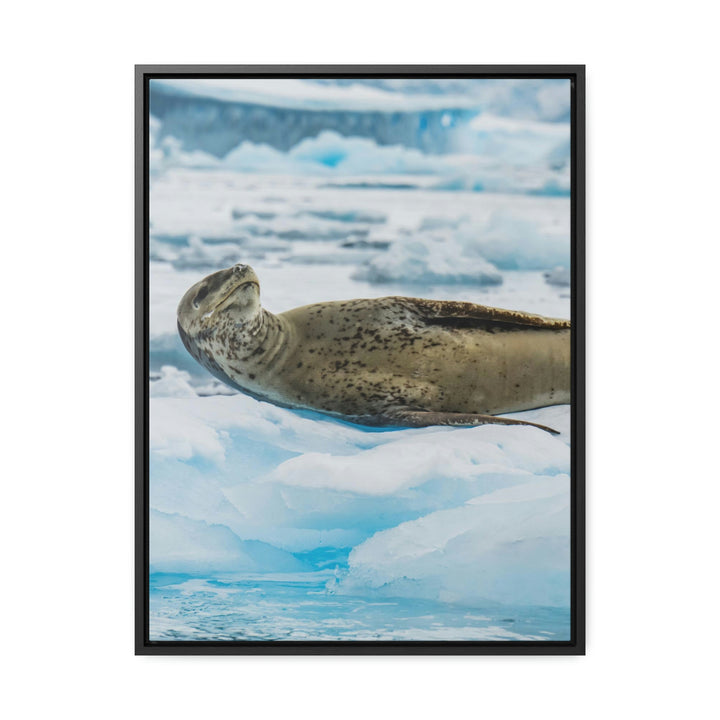 Leopard Seal Relaxing - Canvas with Frame