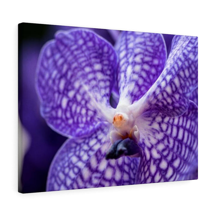 Orchid Detail - Canvas