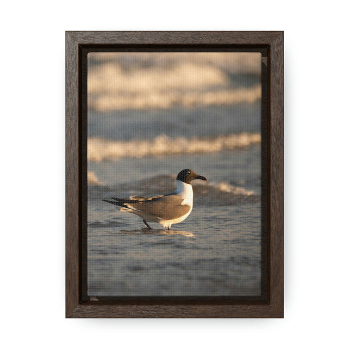 Laughing Gull in the Surf - Canvas with Frame